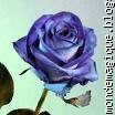 Rose Bleu